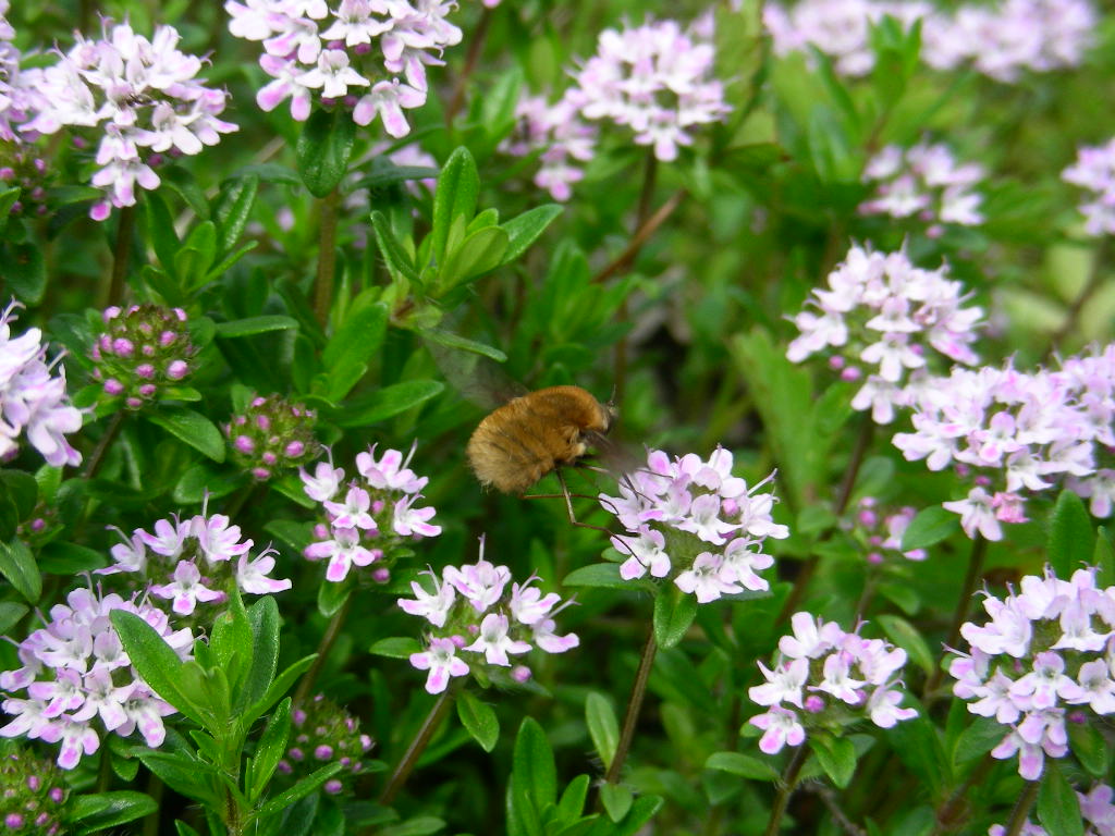 In volo ...Bombylidae